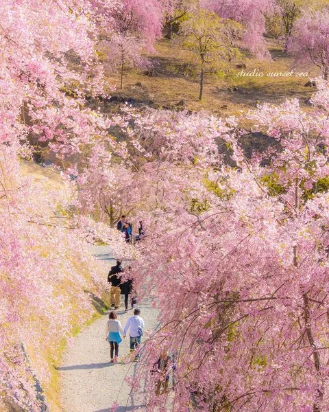 🌺Thiên đường hoa anh đào Takami no Sato - nơi ngập tràn màu sắc ấm áp của mùa xuân Nhật B