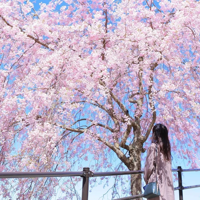 🌺Thiên đường hoa anh đào Takami no Sato - nơi ngập tràn màu sắc ấm áp của mùa xuân Nhật B