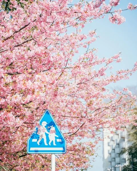 💝Lễ hội ngập tràn sắc hoa không thể bỏ lỡ vào dịp mùa xuân này - Lễ hội hoa anh đào Miura