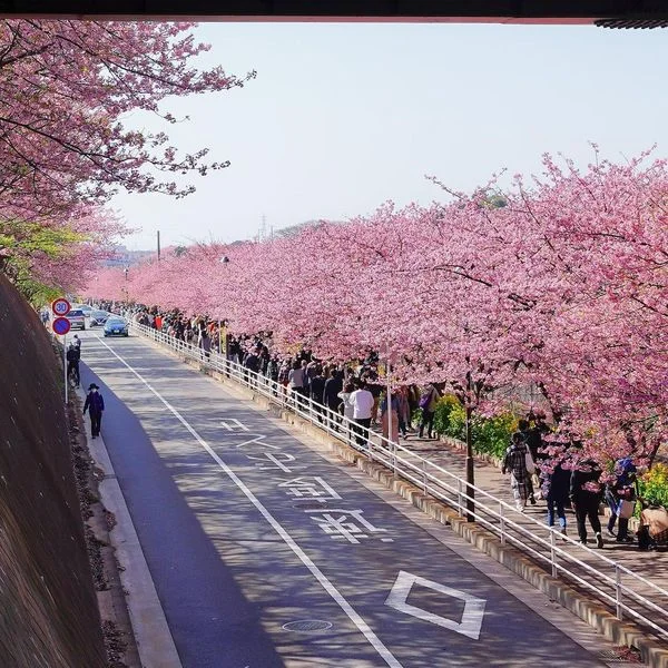 💝Lễ hội ngập tràn sắc hoa không thể bỏ lỡ vào dịp mùa xuân này - Lễ hội hoa anh đào Miura