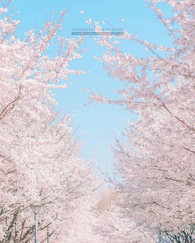 Seoul Forest - Địa điểm ngắm hoa anh đào mùa xuân hot nhất Hàn Quốc 🌸 
------
📍 273 Ttuk