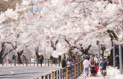 🌸 Thời điểm khai hoa ở Seoul: 28/3/2023

Lễ hội hoa anh đào Yeouido (tổ chức sau 4 năm đó