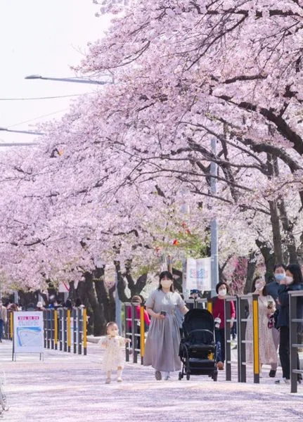 🌸 Thời điểm khai hoa ở Seoul: 28/3/2023

Lễ hội hoa anh đào Yeouido (tổ chức sau 4 năm đó