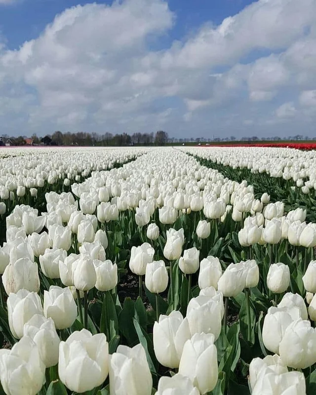 White tulips is so lovely 🌷