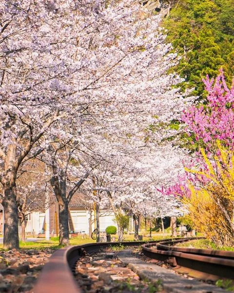 🚉Ghé thăm nhà ga Yasuno và thưởng thức bức tranh mùa xuân đầy sắc màu tại nơi đây.
🌸Nhà 