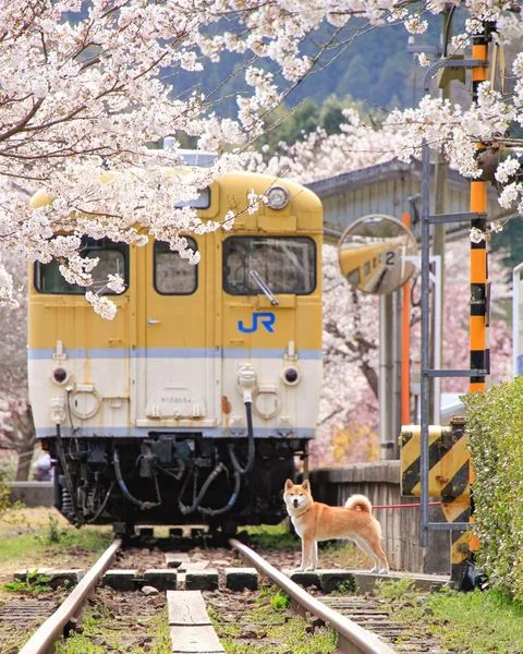 🚉Ghé thăm nhà ga Yasuno và thưởng thức bức tranh mùa xuân đầy sắc màu tại nơi đây.
🌸Nhà 