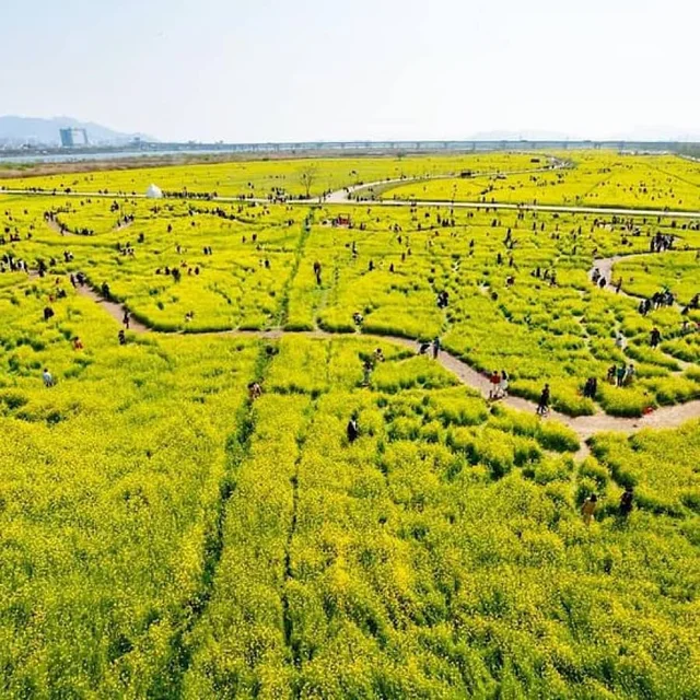 Mùa hoa cải dầu trong công viên sinh thái Daejeo ở thành phố Busan. Hiện tại hoa anh đào v