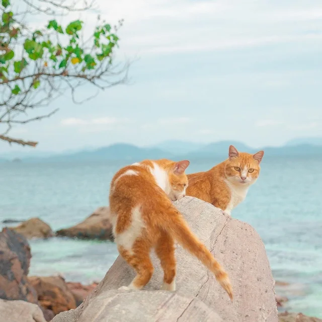Tận hưởng mùa hè ở “đảo mèo” ngay gần Phuket, Thái Lan 🐱
---
Hòn đảo có tên là Koh Khai N