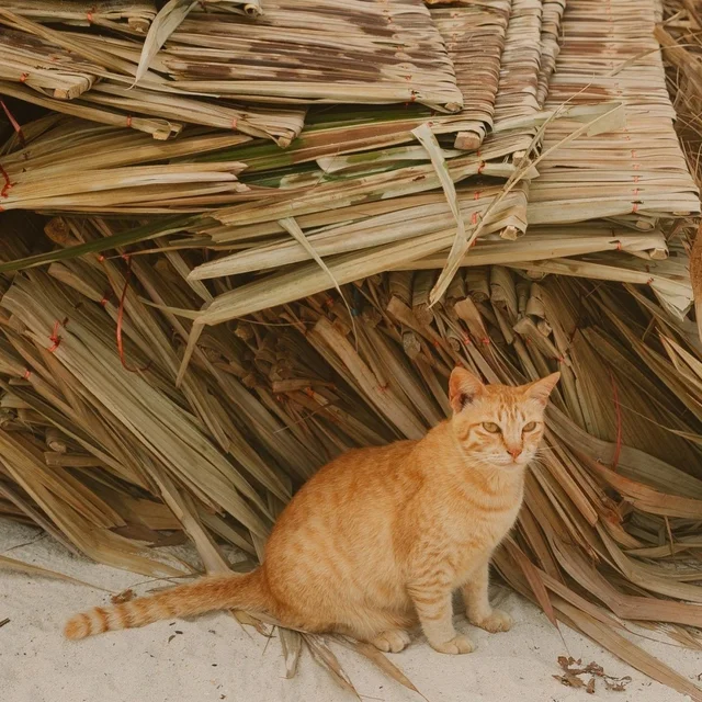 Tận hưởng mùa hè ở “đảo mèo” ngay gần Phuket, Thái Lan 🐱
---
Hòn đảo có tên là Koh Khai N