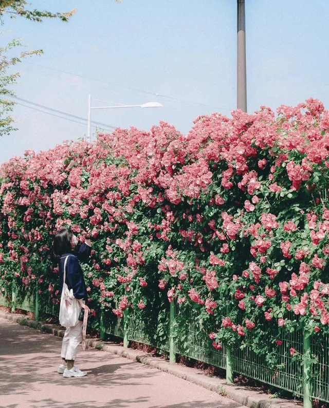 [Seoul - đường hầm hoa hồng đẹp nhất thủ đô🌹]

Rừ 13/5-28/5, nơi này sẽ hội tụ hàng triệu