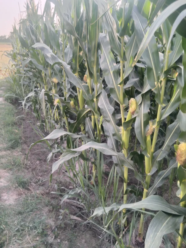 our corn 🌽 fields