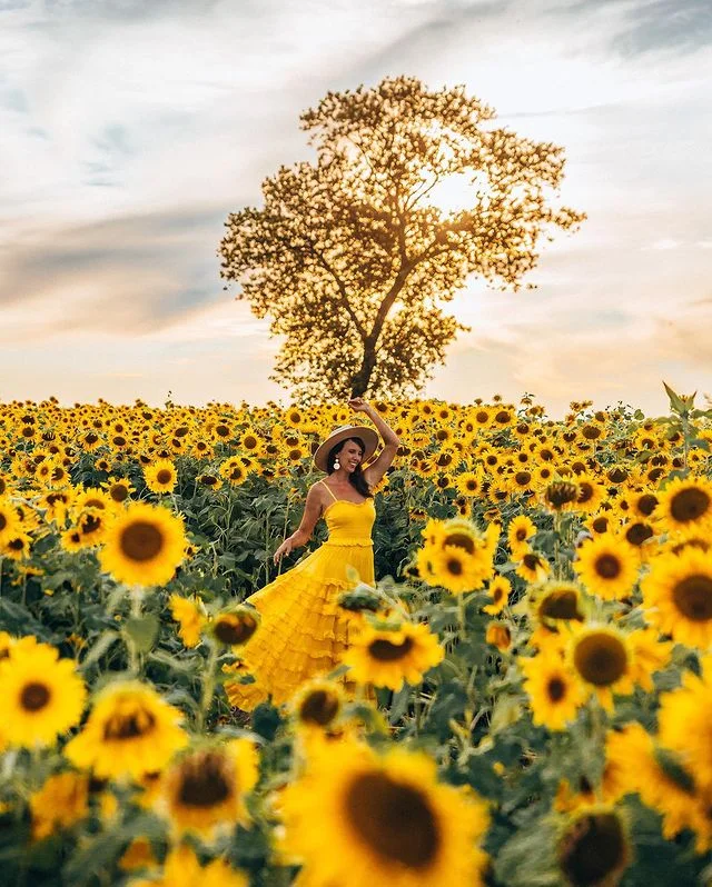 🌻 I love sunflowers 🌻
Sunflowers 🌻 are probably some of my favorite flowers. What is yo