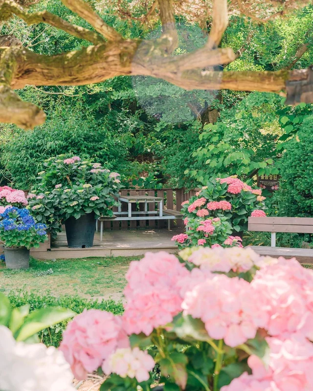 Yulbom Botanical Garden Filled with Colorful Hydrangeas