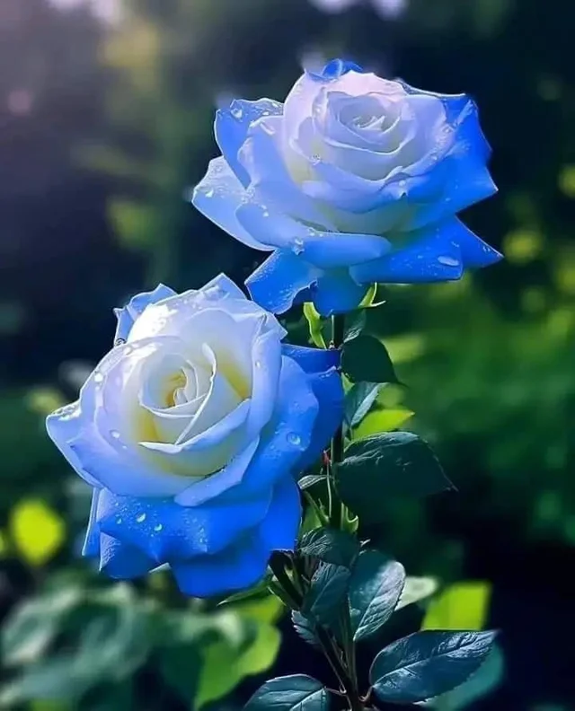 Blue Rose 💙