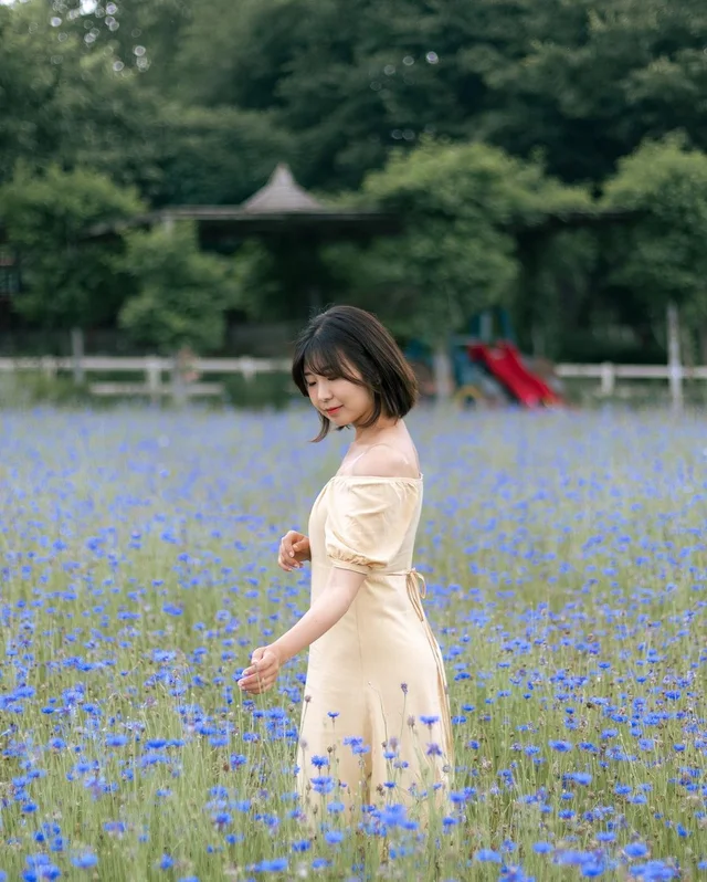 A Field Full Of Blue Cornflowers At Agroland Taeshin Farm 💙💙💙