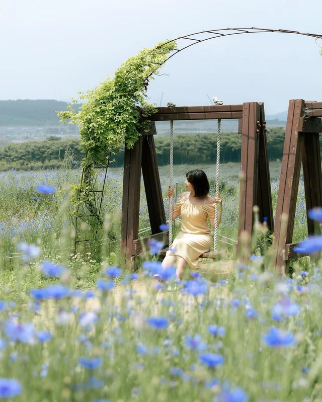 A Field Full Of Blue Cornflowers At Agroland Taeshin Farm 💙💙💙
