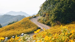 Fall in love with the wildflower season in Mae Hong Son, Thailand