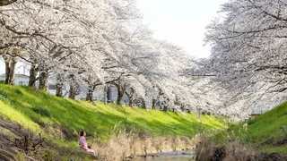 Tour Du lịch Nhật mùa hoa anh đào 2024