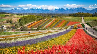 Hokkaido - Vùng đất của những cánh đồng hoa