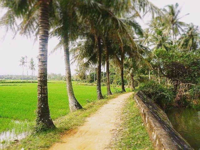 My beautiful hometown with a lot of coconut tree and widen rice field, and the best of her