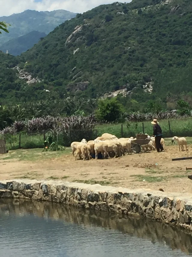 Đồi cừu , suối tiên tại Ninh Thuận
