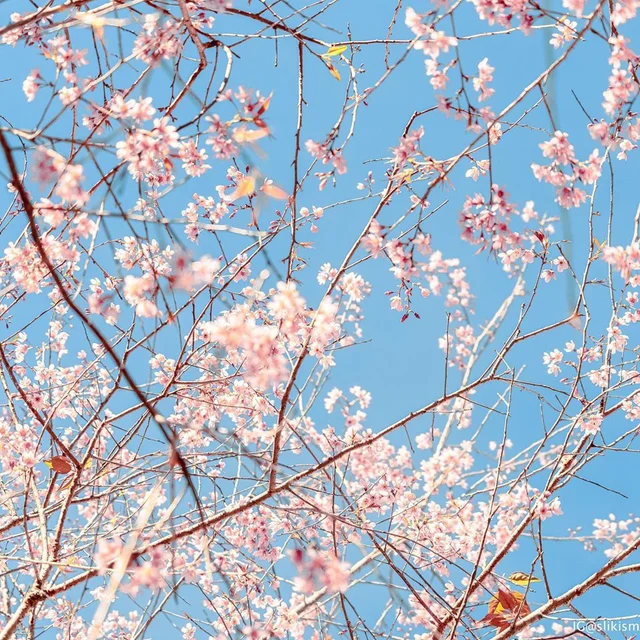 Đà Lạt mùa này có những mùa hoa 💕🌸🌸🌸

Cảm ơn nguồn hình của bạn Nguyễn Thế Vinh @sliki