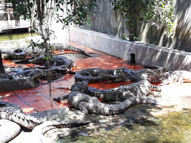Crocodile land 🐊🐊🐊