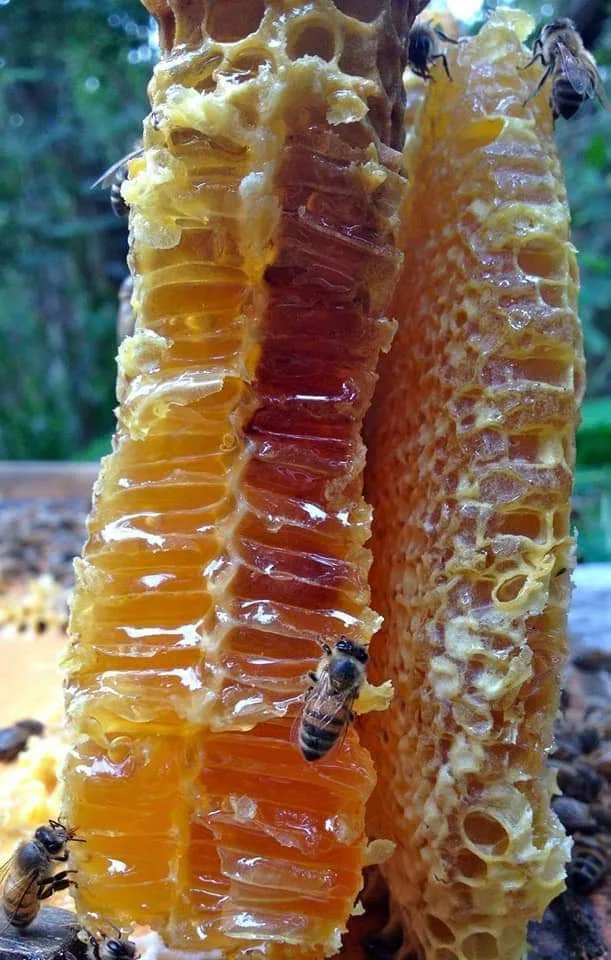 👉Chuyên sỉ và lẻ Mật ong phấn hoa ạ
👉🏻Đảm bảo chất lượng nguyên chất #100% 
👉Ai cần Bu