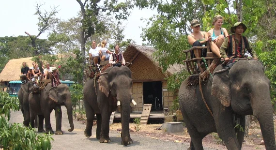 Elephant Tour (2D-1N)