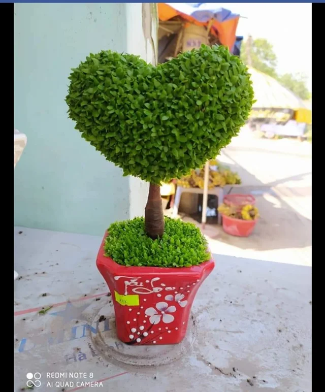 may mắn hình tim. 
may mắn bonsai 5 nhánh mang ý nghĩa ngũ phúc.
gửi lời yêu thương đến ng